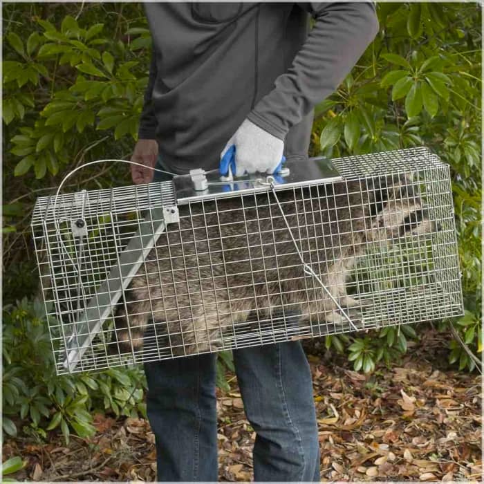 The object, when it comes to animal pests in your garden, is not to destroy but to relocate them. Always choose the humane method, please.