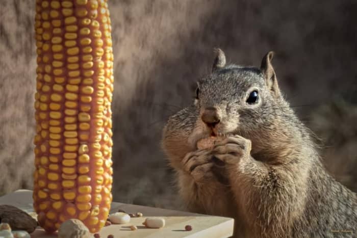 We have fed our backyard squirrel very well, yet he still gets into everything I plant. If we didn't love watching him so much, we probably would relocate him to the woods.