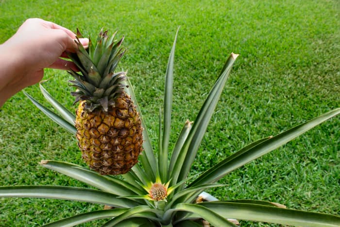 The most widely-consumer terrestrial bromeliad plant is the pineapple, cultivated in many places around the world.