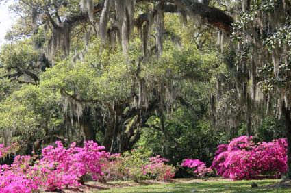 The Spanish Moss plant is actually not in the moss family. It is, in fact, an epiphytic bromeliad that receive its water from the air.