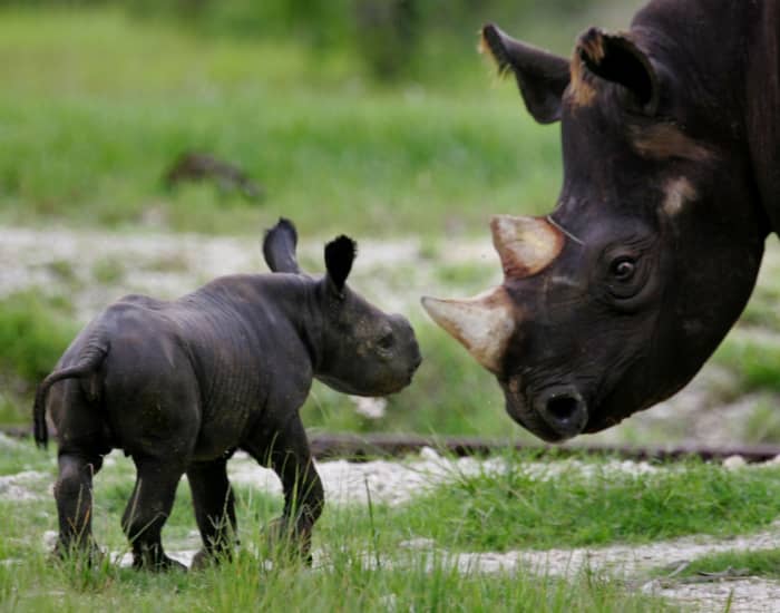 The International Union for the Conservation of Nature (IUCN) estimates that from 1970-1992, the Black Rhino population in the wild was reduced as much as 96%.