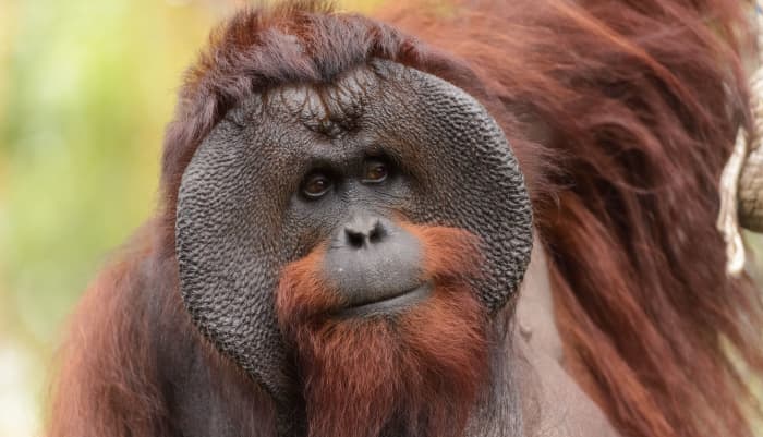 Locals on the island of Borneo, opportunistically and illegally hunt and kill the orangutans for food.