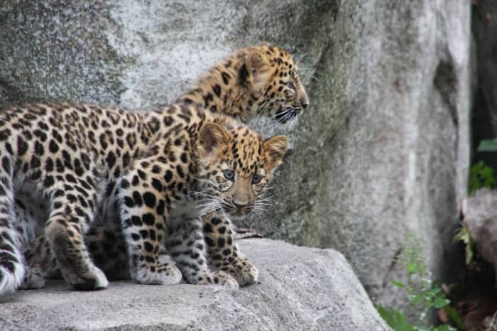 This is a photo of two Amur Leopard cubs. These critically endangered leopards are only found in the Amur valley region in the temperate forests of Far east Russia and China.