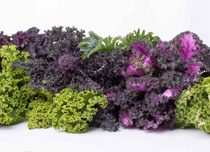 What Kale Is Best for Juicing? CalorieBee