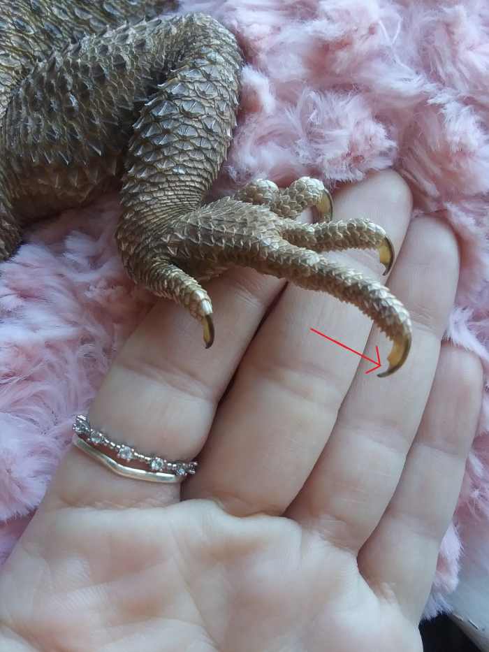 How To Cut Your Bearded Dragon's Nails HubPages