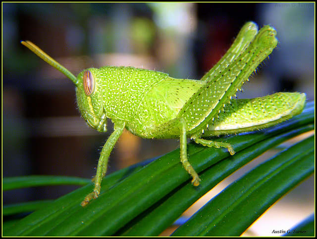 the 10 incredibly beautiful insects and bugs owlcation