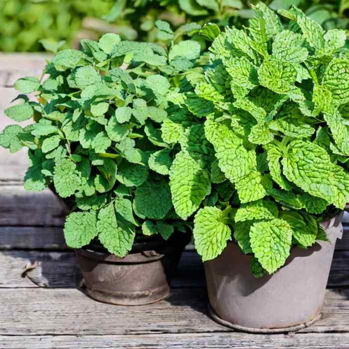 Mint Plant Maintenance Planting, Pruning, and Removal HubPages