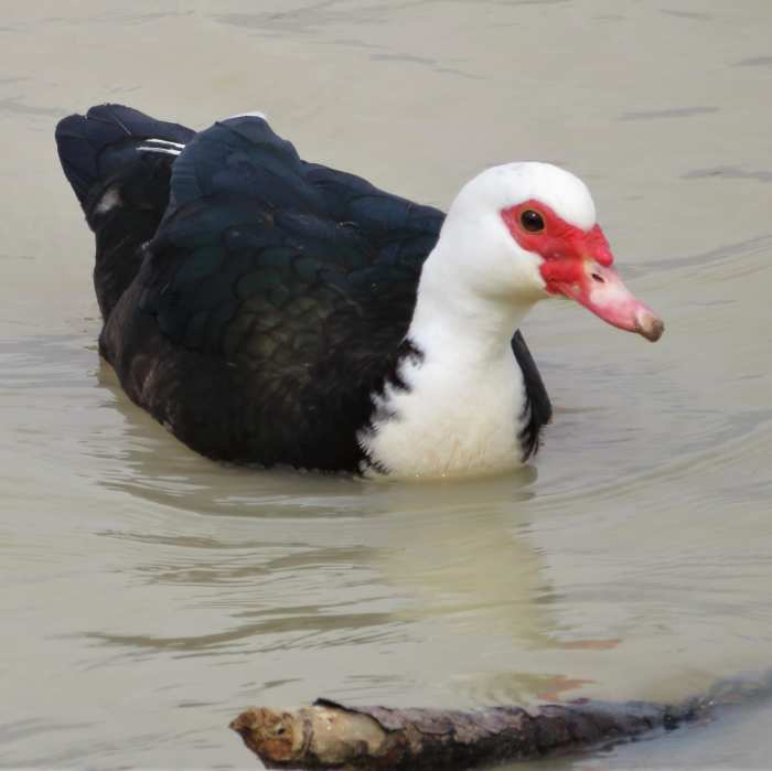 John Paul Landing Park in Cypress, TX What to See and Enjoy WanderWisdom