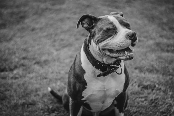 Understanding The Pit Bull Stigma - Pethelpful