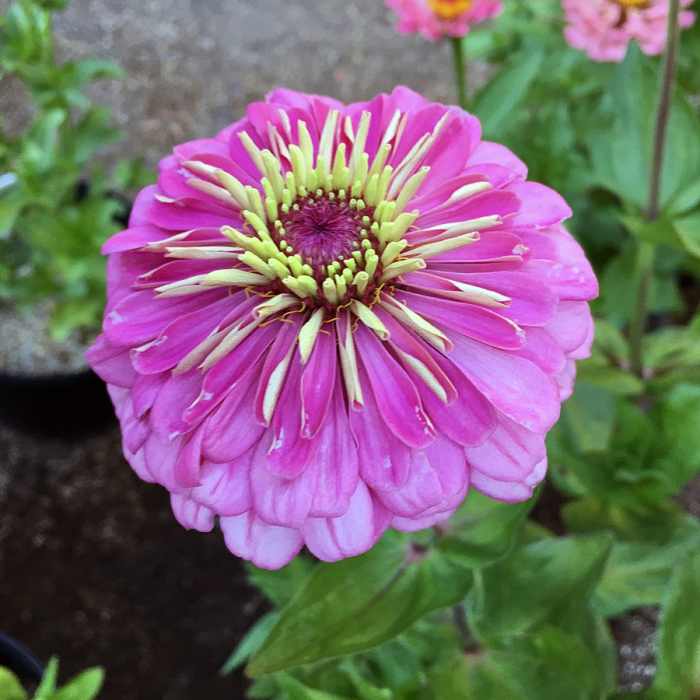 10 Flowers for Your Cutting Garden to Decorate Your Home and Make Bouquets Dengarden