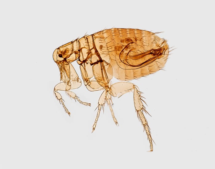 Does Lysol Work Against Fleas on Pets? PetHelpful
