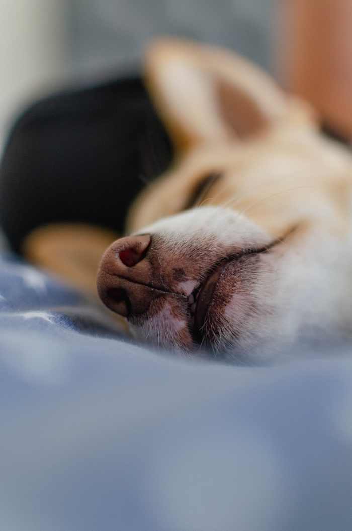 The Story Behind Why Your Dog Sleeps Between Your Legs PetHelpful