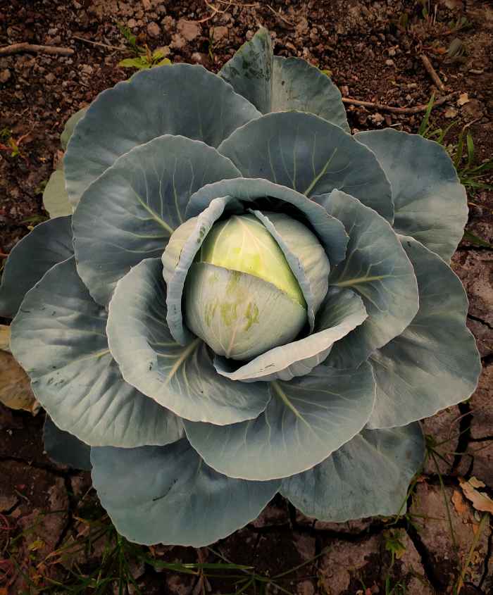Why Does Cabbage Smell When You Cook It? HubPages