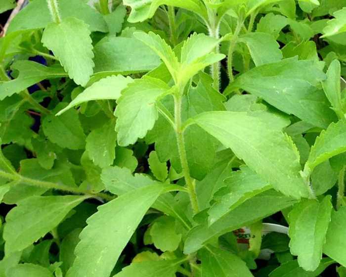 Choosing the Best Variety of Stevia to Plant in ColdWeather Growing Zones Dengarden