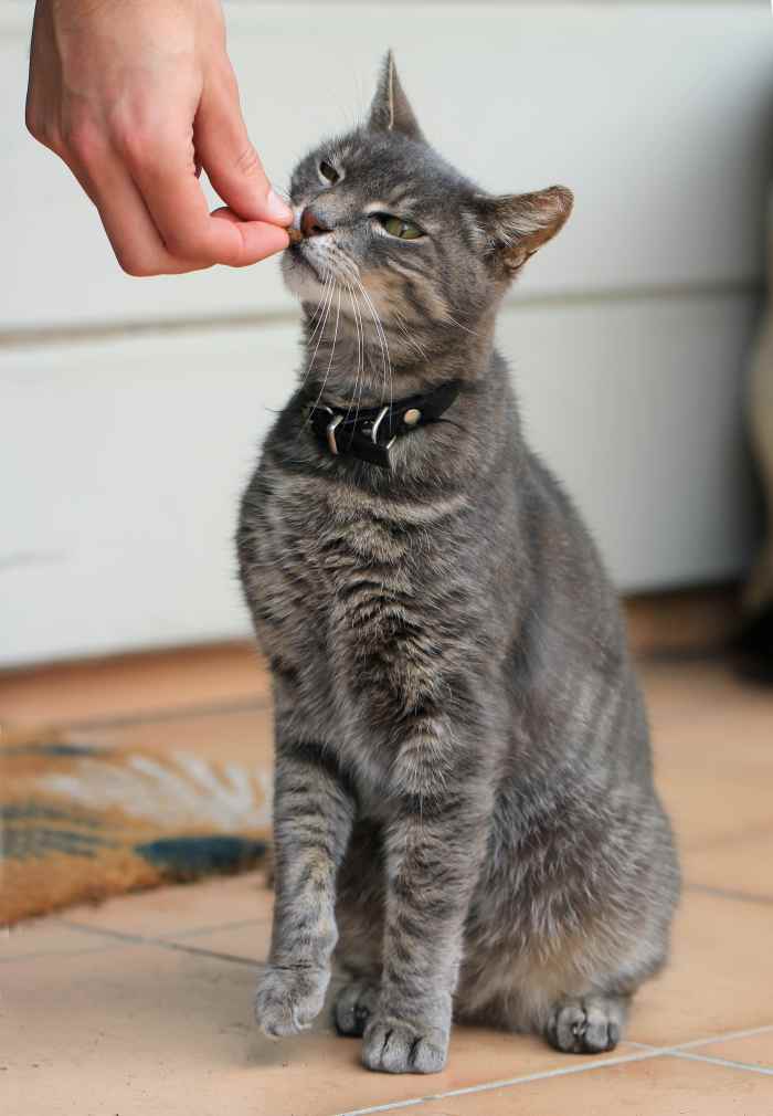 How to Train a Cat to Come When Called PetHelpful