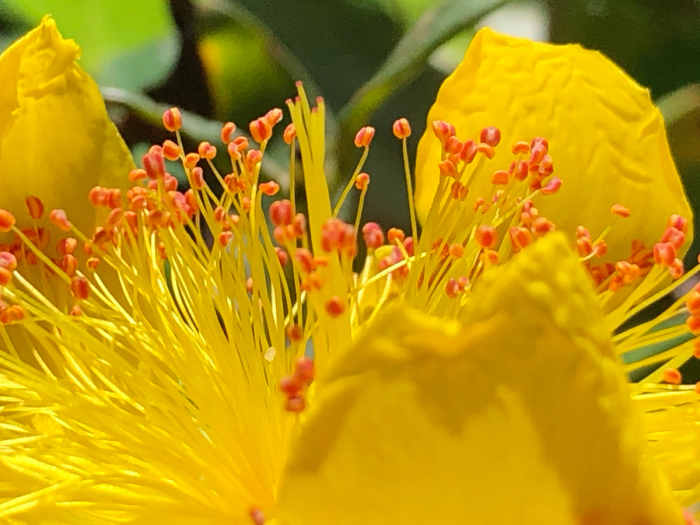 The Pros and Cons of Growing St. John's Wort Dengarden