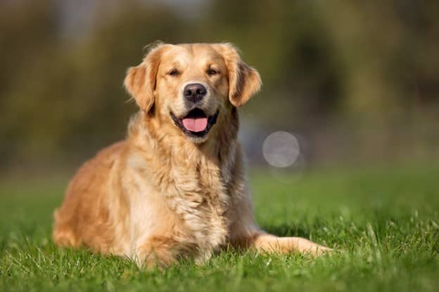 The Best Dog Names For Your Pup's Unique Personality - HubPages