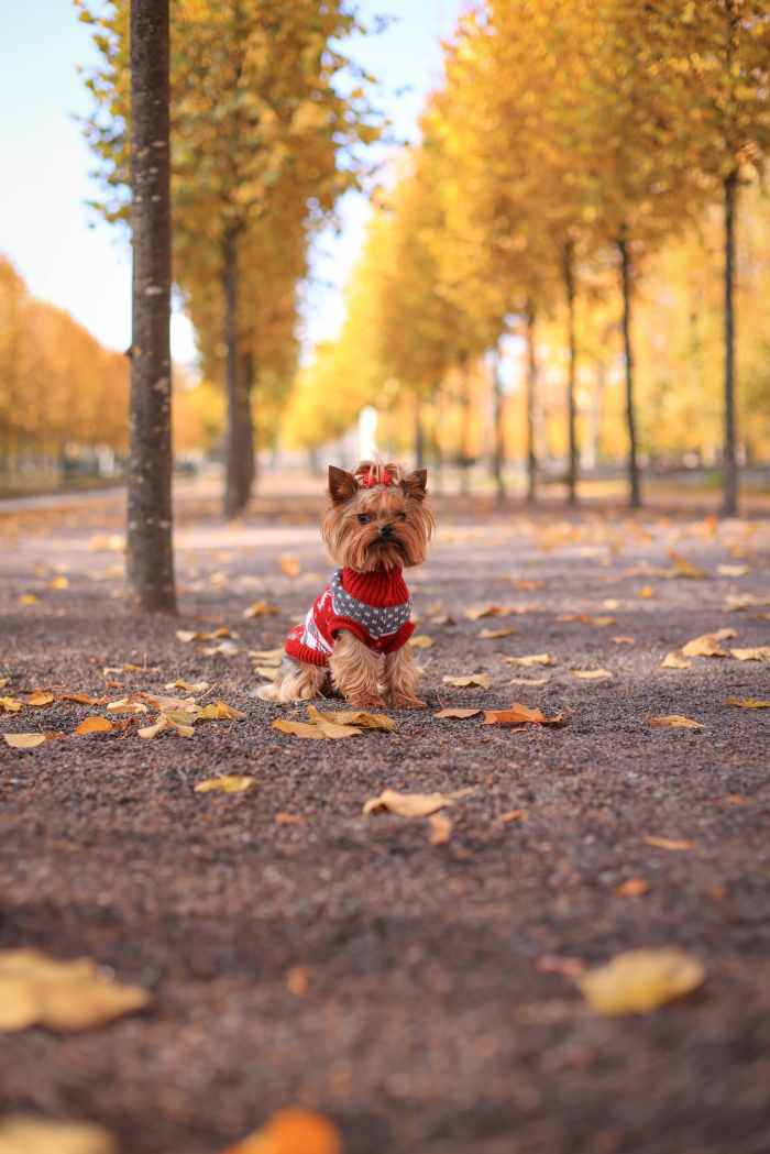 Top 15 Small Dog Breeds for First Time Owners HubPages