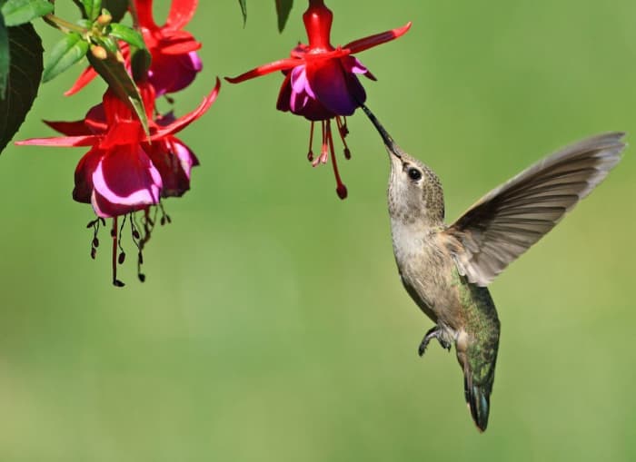 Why Do Hummingbirds Chase Each Other? - HubPages