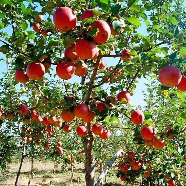 Plant a Fuji Apple Tree and Cultivate Your Own Delicous Fruit Dengarden
