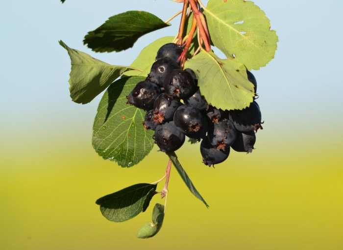 How Do You Prepare Saskatoon Berries? HubPages