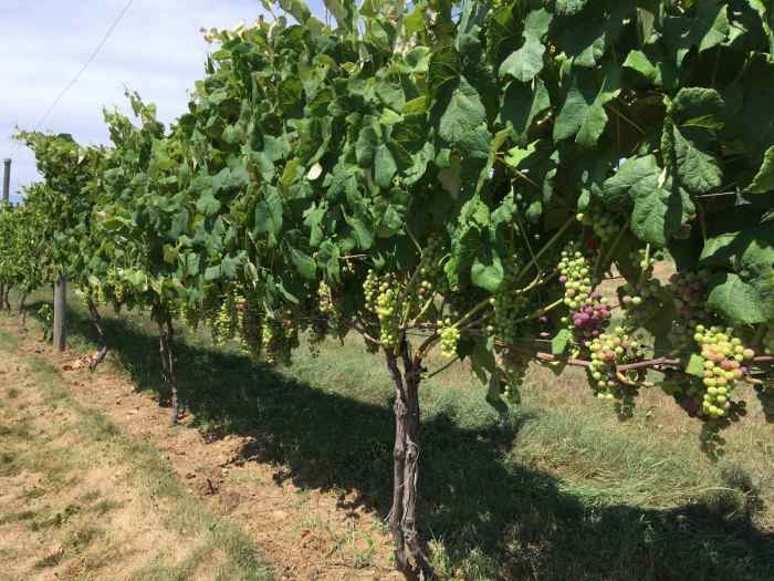 How to Determine Which Method of Grapevine Training Is Right for You