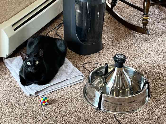 My Cat Is Traumatized After a Vet Visit—What Can I Do to Help? PetHelpful