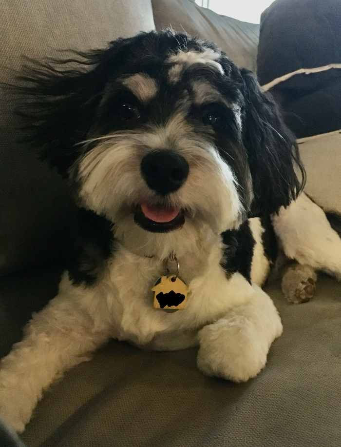 How Do I Stop My Dog's Harness From Chafing? PetHelpful