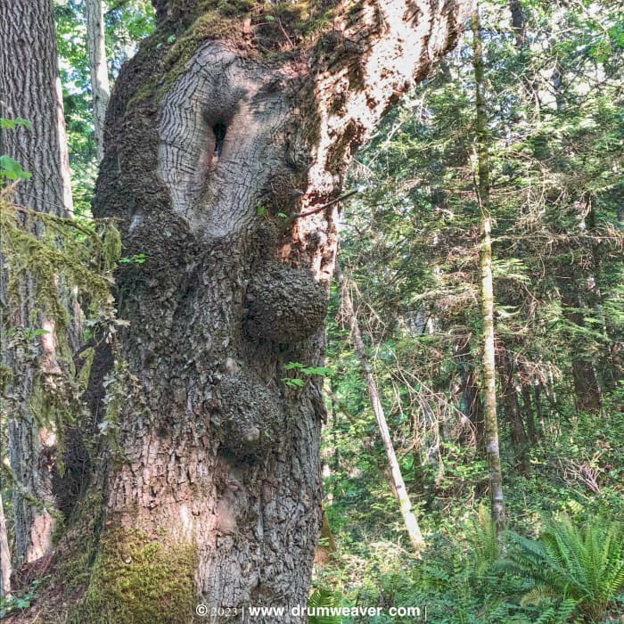 I Love Trees + 50 Inspiring Quotes About Our Trees and Forests - HubPages