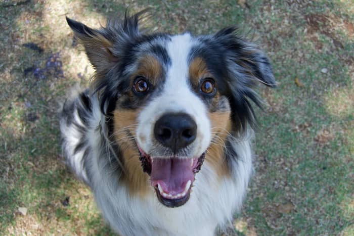 350+ Best Names for Australian Shepherds (With Their Meaning) - HubPages