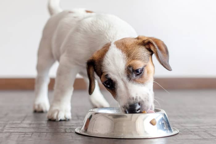 Can Dogs Eat Cinnamon? - HubPages