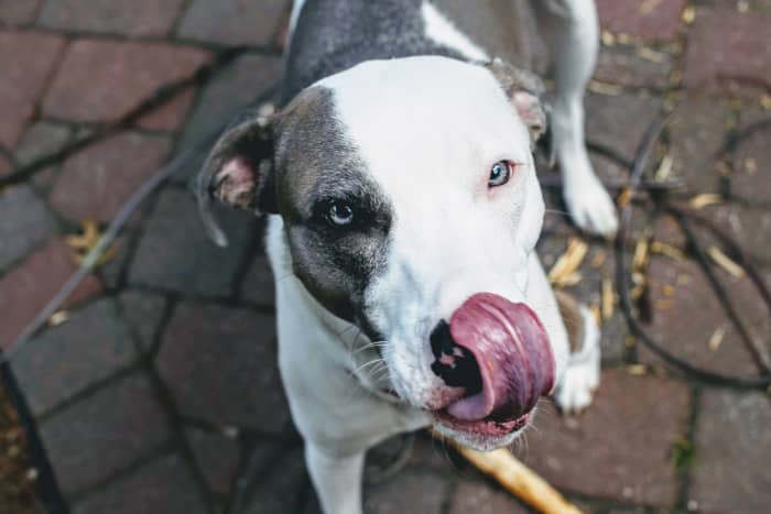 why-is-my-dog-constantly-licking-his-front-legs-pethelpful