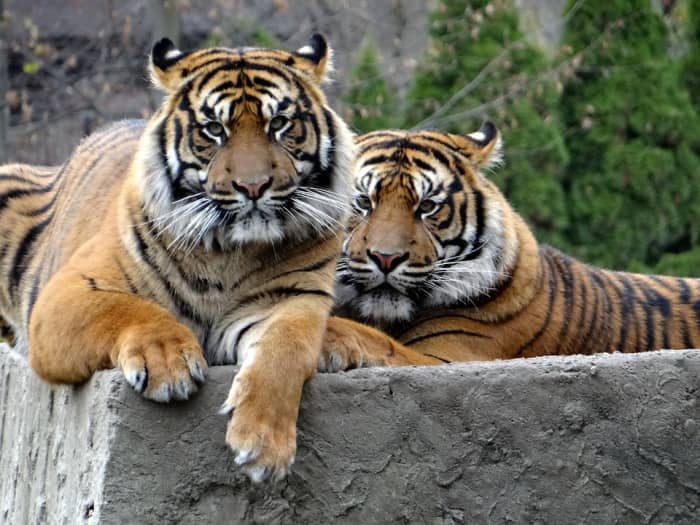 Sumatran Tiger: Life & Behaviors - HubPages