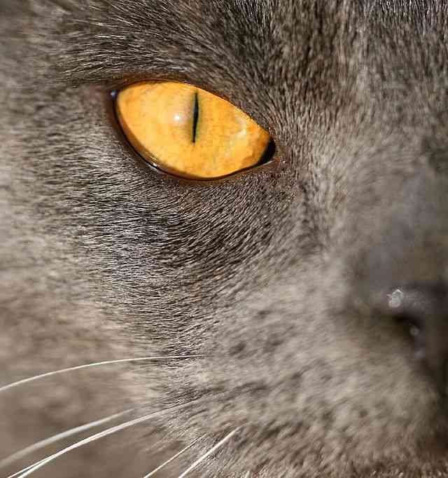 What Is Wrong With My Cat's Eye? HubPages