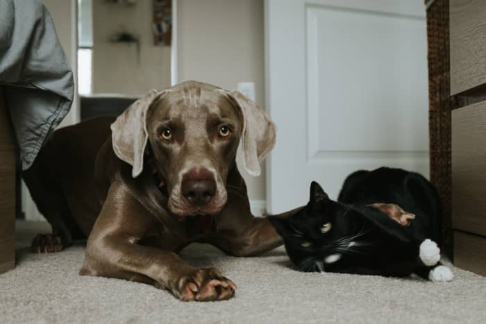 6 Ways to Stop a Dog From Chasing Cats - PetHelpful