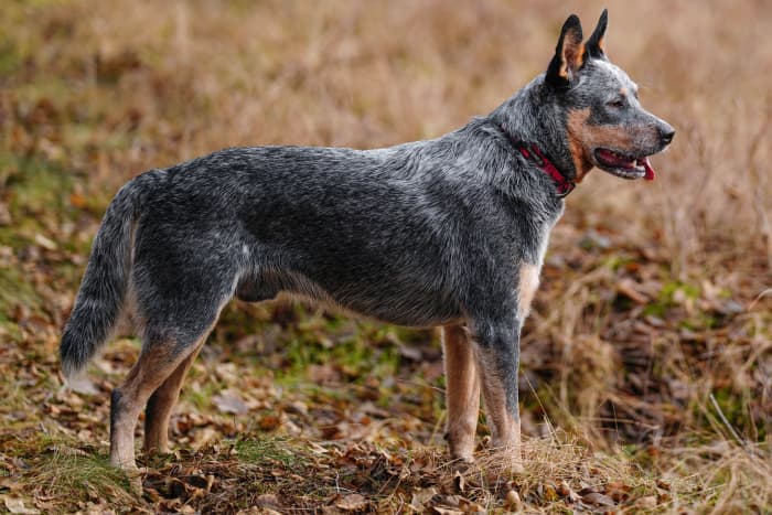 5 Blue Dog Breeds: What Makes Them So Beautiful? - PetHelpful