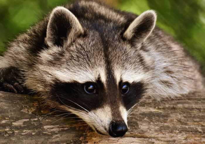 How to Outsmart Raccoons and Prevent Property Damage - Dengarden