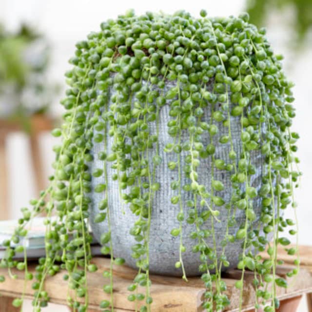 Bring a Touch of Elegance to Your Home With a String of Pearls Plant ...