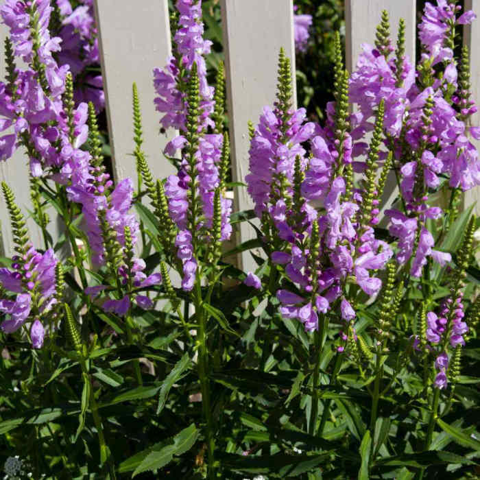 15+ Beautiful Plants That Thrive in Clay Soil Dengarden
