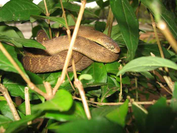 5 Pet Snakes That Don’t Eat Rodents PetHelpful