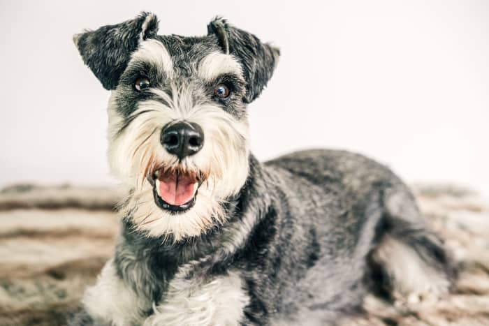 How to Enjoy Your Schnauzer and Eliminate Problems - PetHelpful