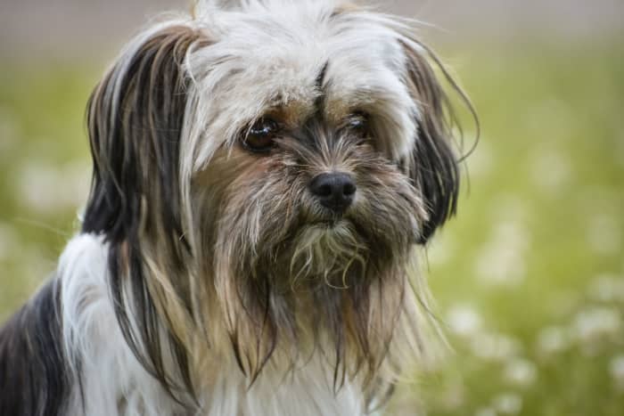 Top 5 Dog Breeds With Goatees, Beards, and Mustaches - PetHelpful