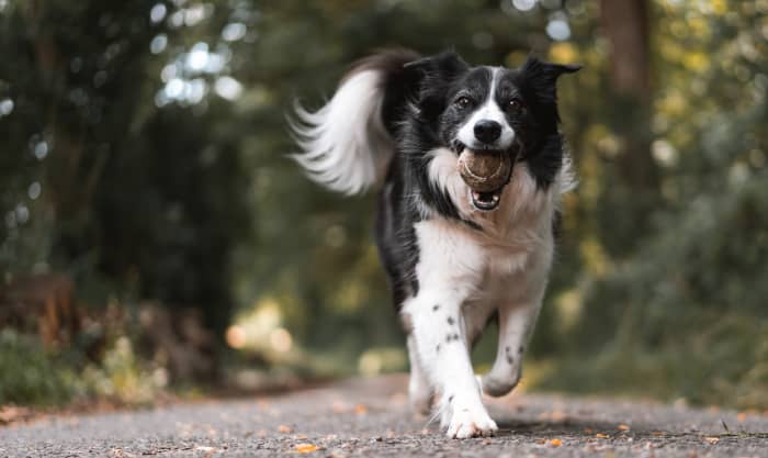 How to Make a Simple No-Pull Dog Harness From Things You May Already ...