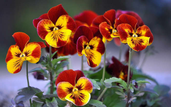 How To Plant And Care For Winter-Blooming Pansies - Dengarden