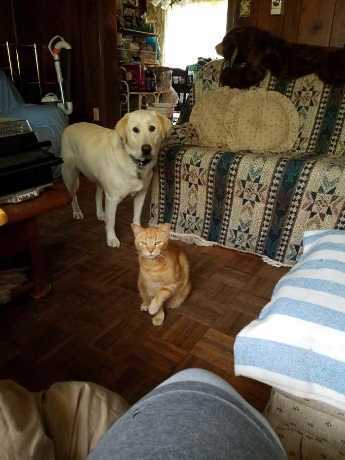 Cats vs. Dogs, a Comprehensive Comparison HubPages