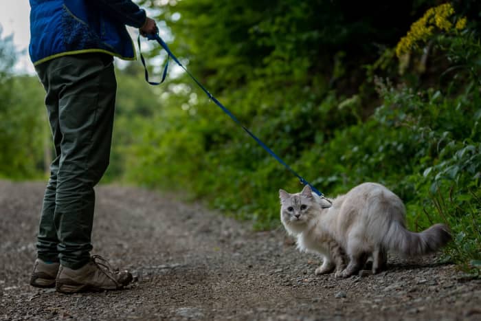 can-i-walk-my-cat-on-a-leash-pethelpful