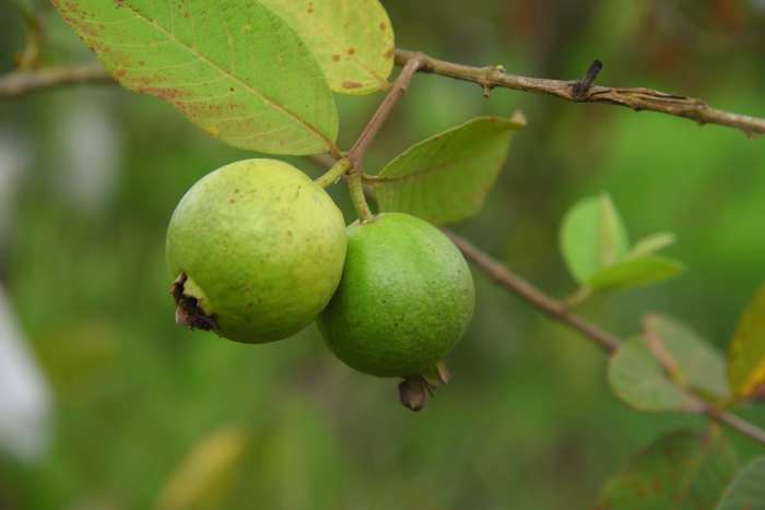 24 Fruit Names in Danish - HubPages