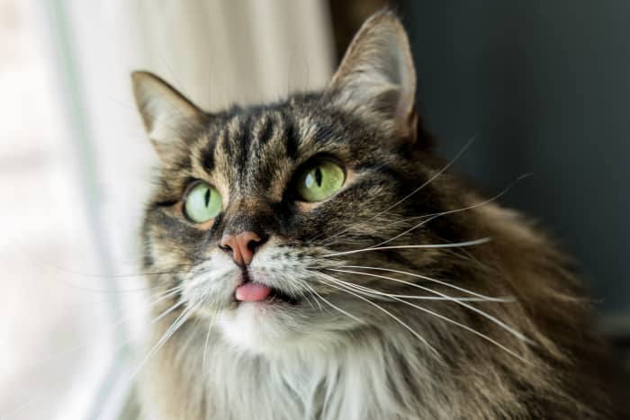 Common Questions About Cat Health: Tongue Color, Sneezing, and More ...