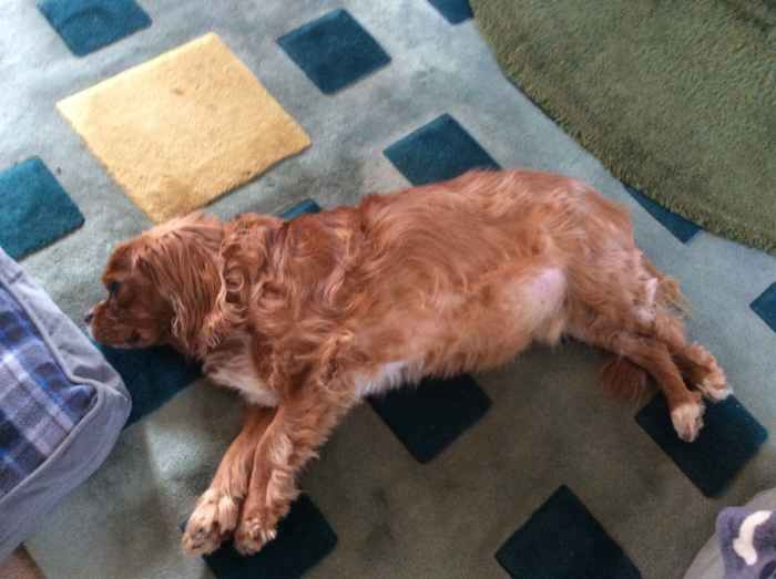 How Can I Help My Dog If His Heart Medication Stopped Working? PetHelpful