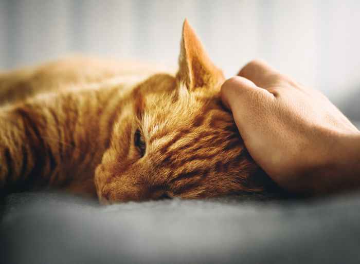 Cat Urinary Tract Infection Signs and Treatment PetHelpful